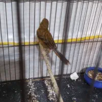 قناری ماده سبز سوخته اماده