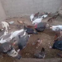 بوقلمون نر و ماده و غاز