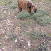 بزه نره