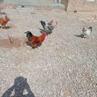 خروس محلی|حیوانات مزرعه|دشتابی, |دیوار