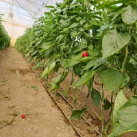 درخواست کارگر دائم برای گلخانه