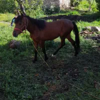 اسب نر ۲۷ماهه