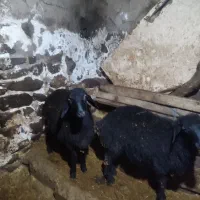 گوسفند|حیوانات مزرعه|قره پشتلو, |دیوار