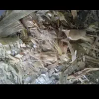 علوففه دامی