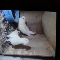 کبوتر پرشی تهرانی و مسافتی تعداد ۱۰تا|پرنده|اسلام‌شهر, شهرک مفیدی|دیوار