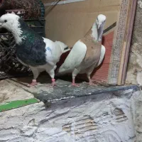 کفتر
