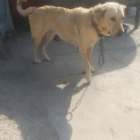 سگ ژرمن و پژدر و قفقازی