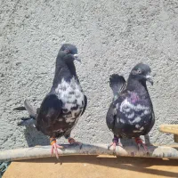 فروش کبوتر