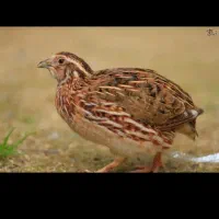 مجسمه بلدرچین نر