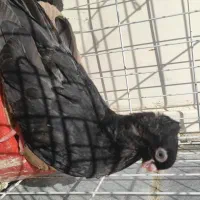 کبوتر صرب و سرخ ابادانی