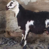 بره قوچ