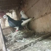 کبوتر درجه یک