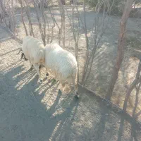 قوچ سالم وسرحال قیمت۱۸ملیون