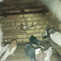 کبوتر|پرنده|نیریز, |دیوار