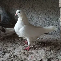 خالـپیس|پرنده|بندرعباس, |دیوار