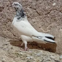 کاشانی ماده