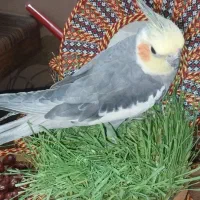 عروس هلندی سخنگو|حیوانات|صدرا-فارس, فاز ۱|دیوار