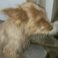 سگ پاکوتاه|سگ|گنبد کاووس, |دیوار