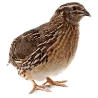 جوجه گوشتی. محلی. بلدرچین.بوقلمون|حیوانات مزرعه|مشهد, شهرک امام هادی (شهرک غرب)|دیوار