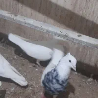 طوقی کرمانشاهی