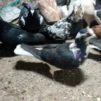 کبوتر پرشی|پرنده|تاکستان, |دیوار