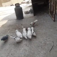 کبوتر|پرنده|بومهن, |دیوار