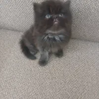 گربه های پرشین اسکاتیش بریتیش توله|گربه|شیراز, وصال|دیوار