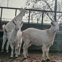 بز سانن|حیوانات مزرعه|هشتگرد, تهران دشت|دیوار