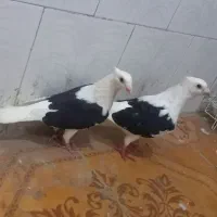 دوکت پلاکی کاکلی نر ماده
