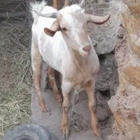 دوعدد بز صلاله نروماده