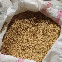 گندم دیمی|گل و گیاه طبیعی|روانسر, |دیوار