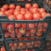 گوجه فرنگی درجه یک