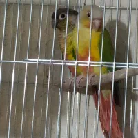 گرینچیک نر معاوضه با گرینچیک ماده|پرنده|تاکستان, |دیوار