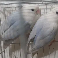 چند جفت طوطی برزیلی مولد