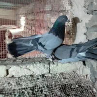 کبوتر پر|پرنده|لاران, |دیوار