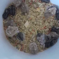 همستر کمپل مینیاتوری همسترسوری|موش و خرگوش|تهران, صادقیه|دیوار