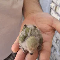 طوطی برزیلی سرلاکی|پرنده|بهبهان, |دیوار