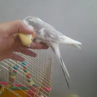 عروس هلندی|پرنده|چناران, |دیوار