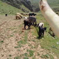 دوازده بز وچپش درجه 1 داشتی