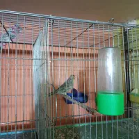 جوجه قناری|پرنده|کرمان, |دیوار