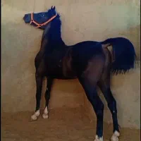 نریون عرب ایرانی
