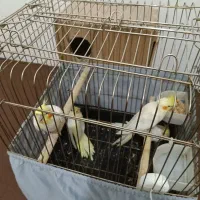 جفت مولد عروس لوتینو هلندی|پرنده|قم, در بهشت|دیوار