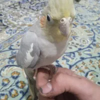 عروس هلندی|پرنده|نیشابور, فردوس شمالی|دیوار