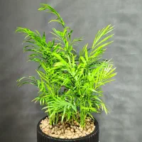 دکتر گیاه در مشهد