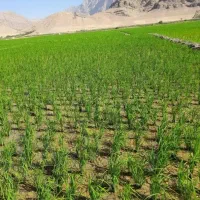 اکیپ  20نفری برنجکاری دورود فقط زدن نشا