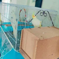 عروس هلندی|پرنده|مینودشت, |دیوار