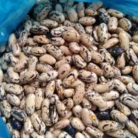 فروش پاچ باقالی