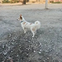 سگ پاکوتاه کهنوج