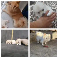 پامر روباهی و شیتزو کراس