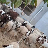 گوسفند کاور نر سالم|حیوانات مزرعه|سرپل ذهاب, |دیوار